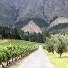 Cap sur les vignobles sud-africains