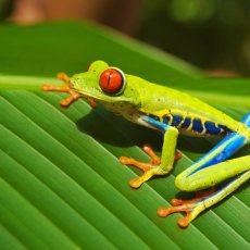 Courrier du globe-trotter: dans la nature du Costa Rica